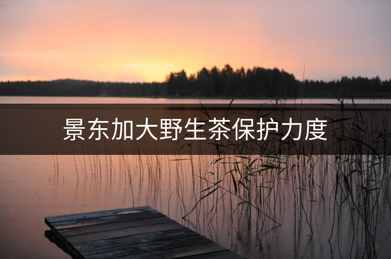 景東加大野生茶保護力度 景東加大野生茶保護力度