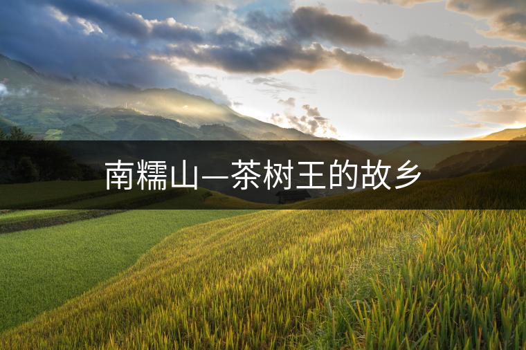 南糯山—茶樹(shù)王的故鄉(xiāng) 南糯山—茶樹(shù)王的故鄉(xiāng)