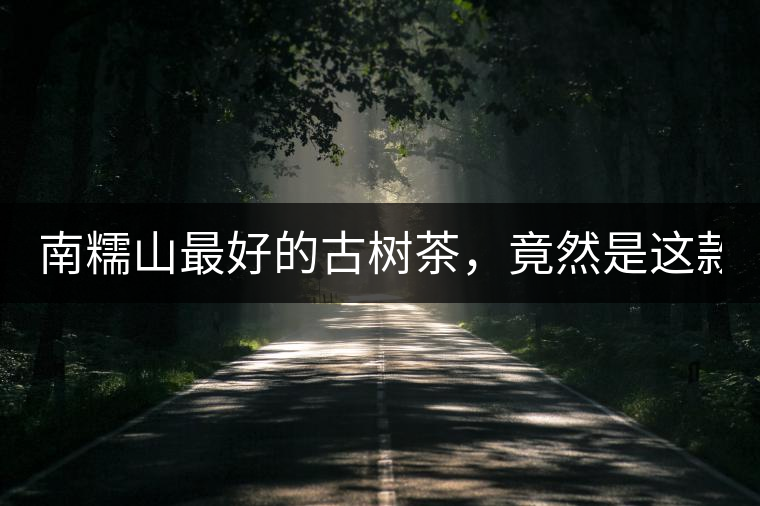 南糯山最好的古樹(shù)茶，竟然是這款！