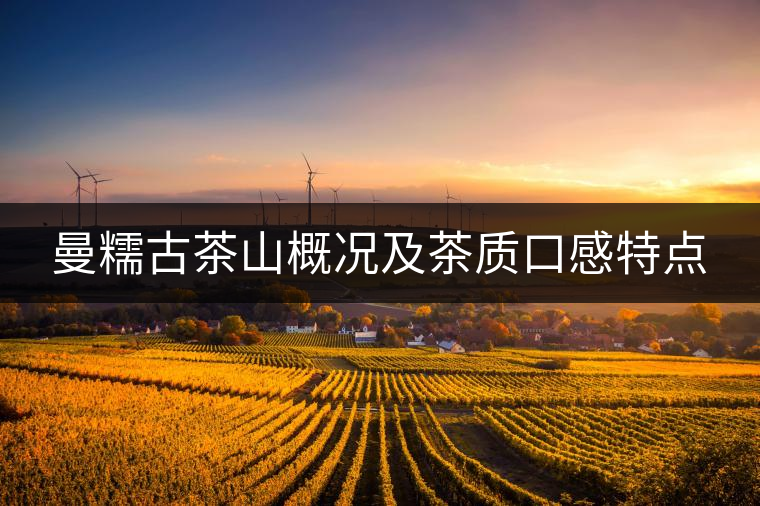 曼糯古茶山概況及茶質(zhì)口感特點