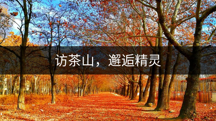 訪茶山，邂逅精靈