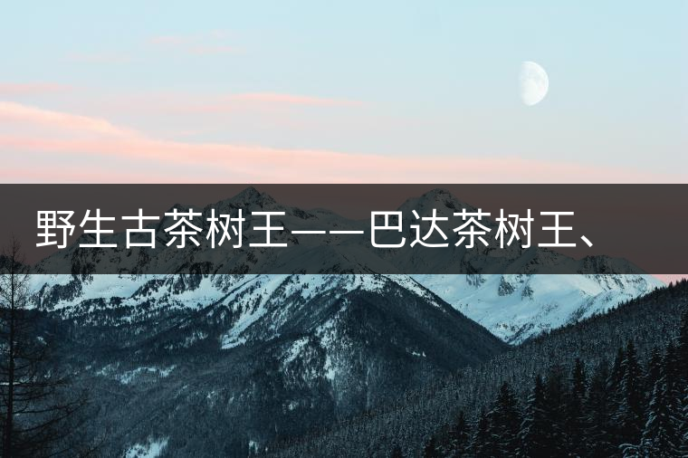 野生古茶樹王——巴達(dá)茶樹王、千家寨茶樹王及錦繡茶祖