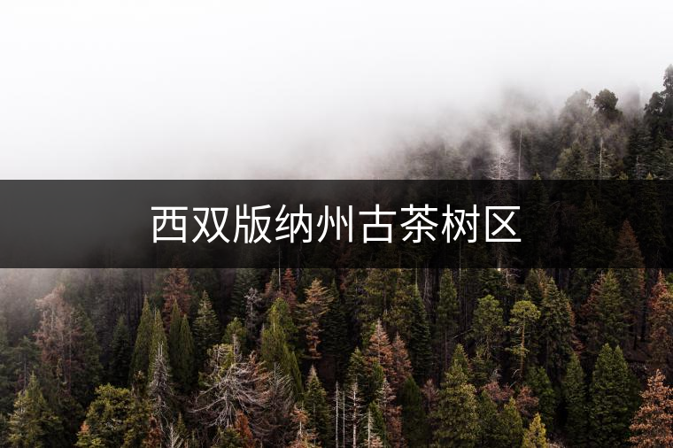 西雙版納州古茶樹區(qū) 西雙版納州古茶樹區(qū)