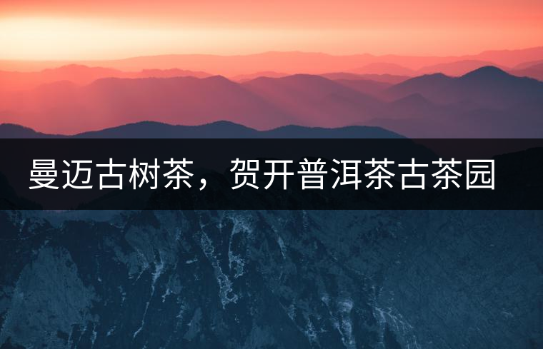 曼邁古樹茶，賀開普洱茶古茶園的華彩綻放