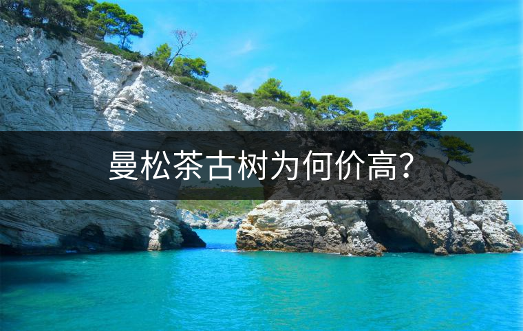 曼松茶古樹為何價高？