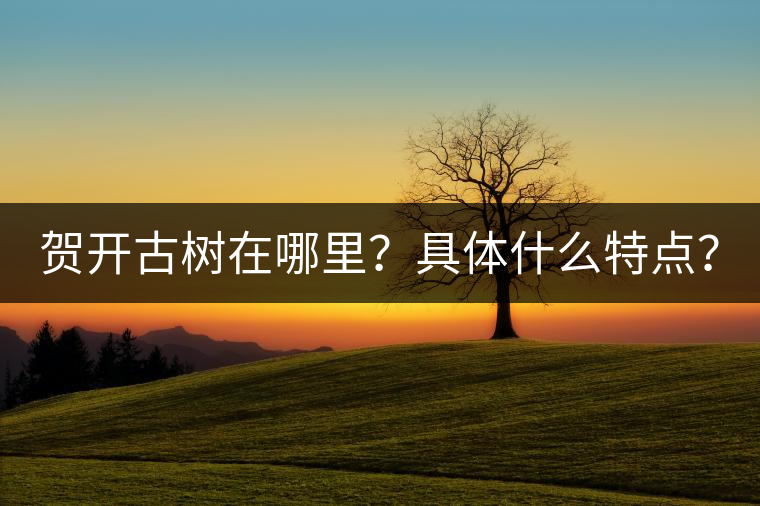 賀開古樹在哪里？具體什么特點(diǎn)？