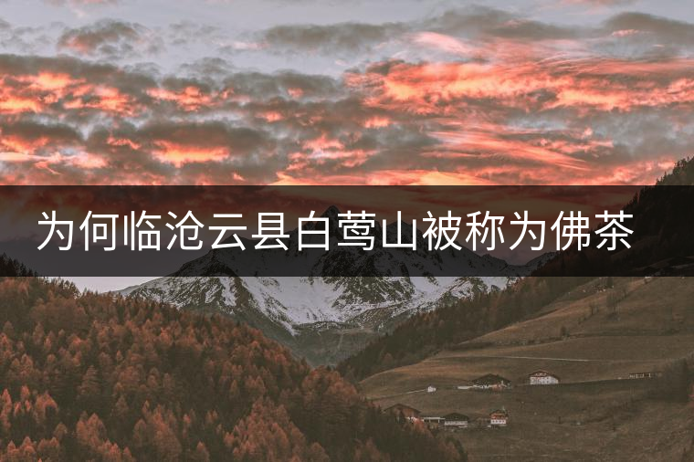 為何臨滄云縣白鶯山被稱為佛茶圣地？
