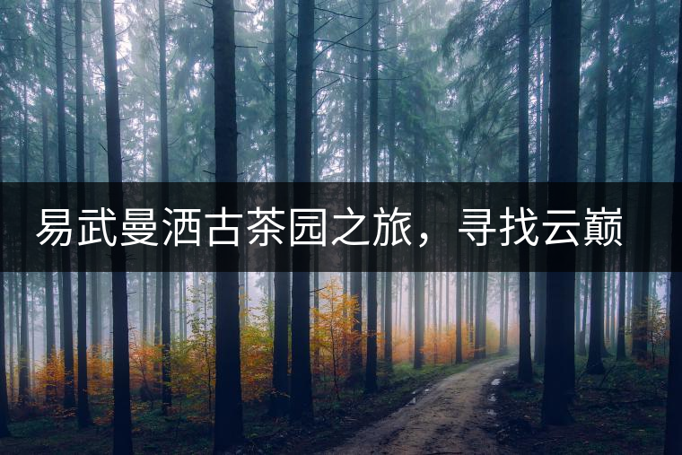 易武曼灑古茶園之旅，尋找云巔上的好茶