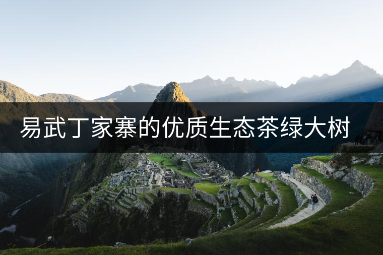 易武丁家寨的優(yōu)質生態(tài)茶綠大樹特點鑒賞