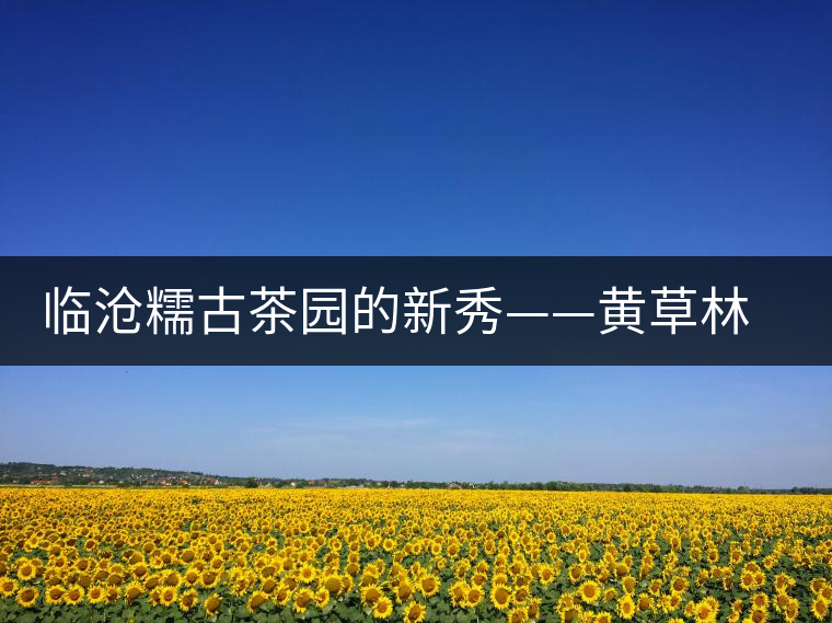 臨滄糯古茶園的新秀——黃草林古樹(shù)茶特點(diǎn)介紹