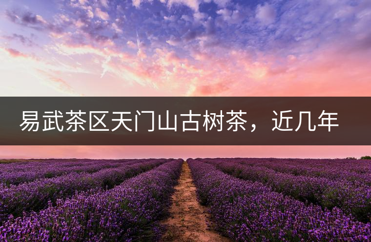 易武茶區(qū)天門山古樹茶，近幾年的熱門山頭