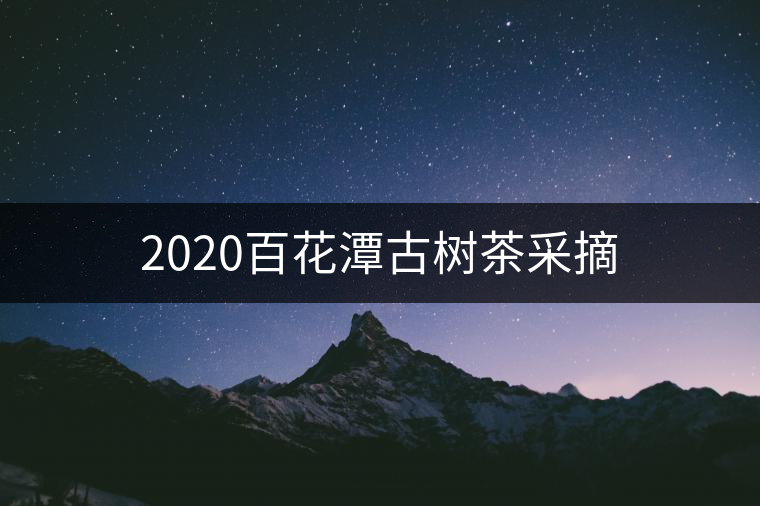 2020百花潭古樹(shù)茶采摘