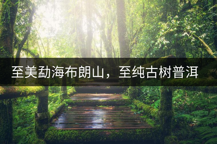 至美勐海布朗山，至純古樹(shù)普洱茶