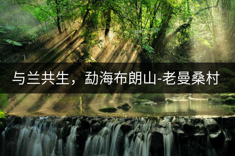與蘭共生，勐海布朗山-老曼桑村特點(diǎn)介紹