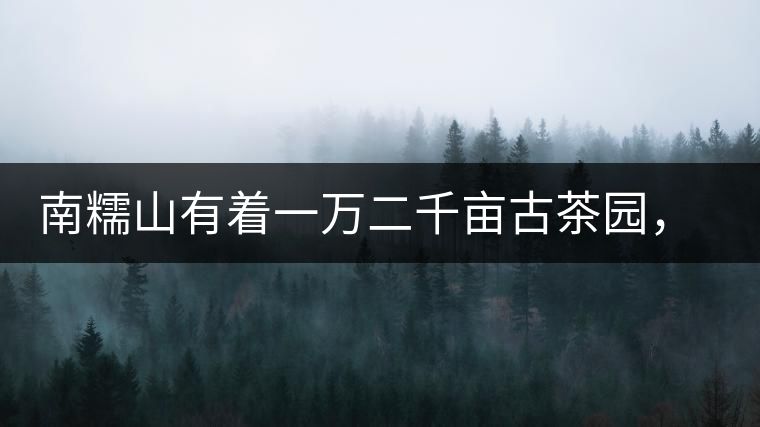 南糯山有著一萬二千畝古茶園，還有一棵枯死八百年樹齡的茶王樹