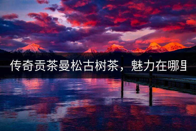 傳奇貢茶曼松古樹茶，魅力在哪里？