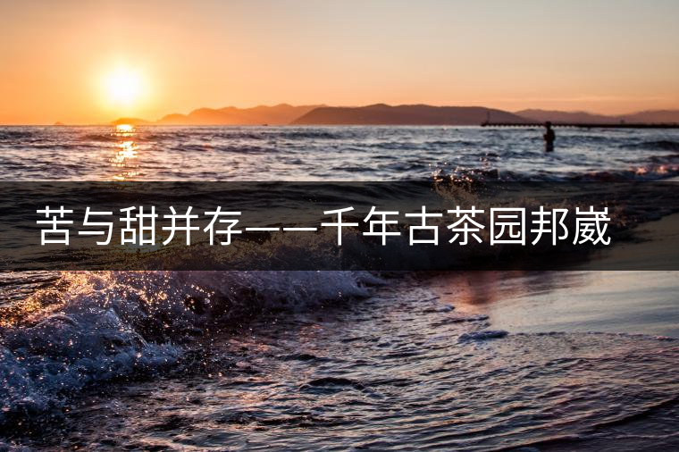 苦與甜并存——千年古茶園邦崴過渡型古茶樹