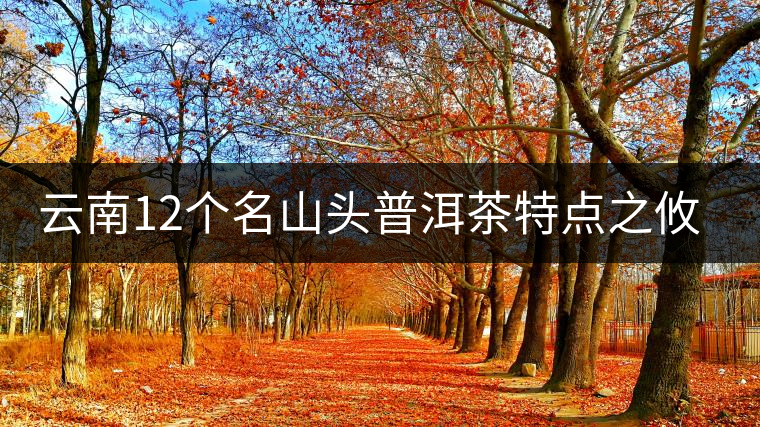 云南12個(gè)名山頭普洱茶特點(diǎn)之攸樂(lè)篇
