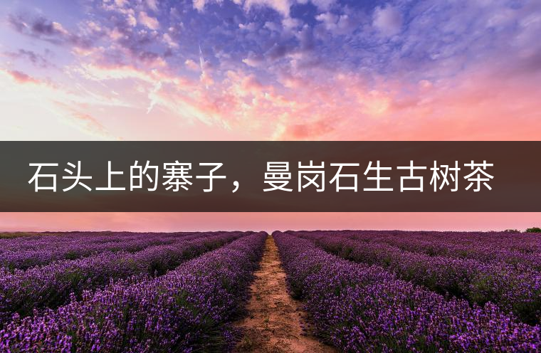 石頭上的寨子，曼崗石生古樹茶特點(diǎn)介紹