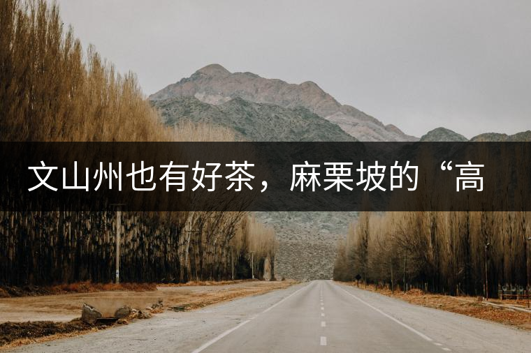 文山州也有好茶，麻栗坡的“高朋”古樹茶