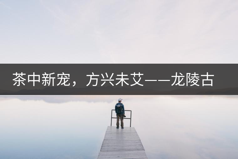茶中新寵，方興未艾——龍陵古樹茶介紹