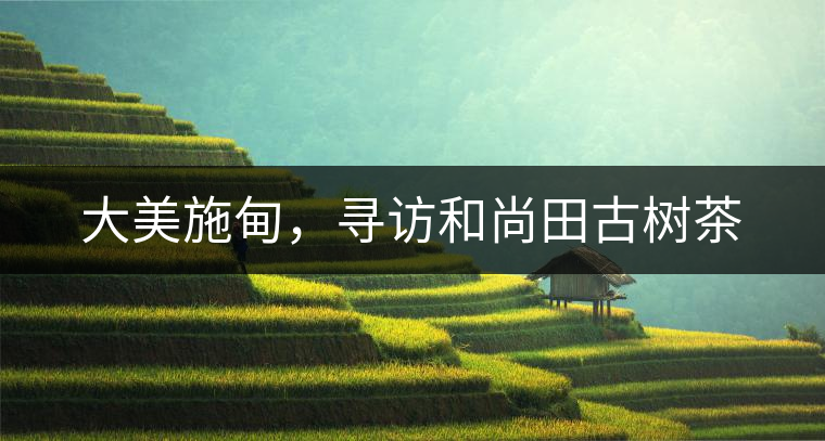 大美施甸，尋訪和尚田古樹(shù)茶