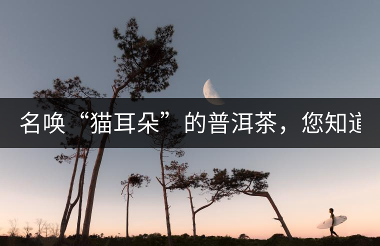 名喚“貓耳朵”的普洱茶，您知道嗎、