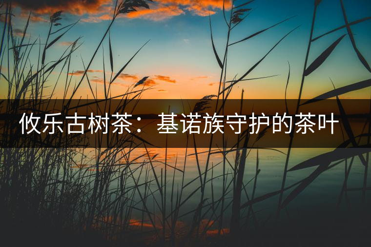 攸樂(lè)古樹(shù)茶：基諾族守護(hù)的茶葉森林