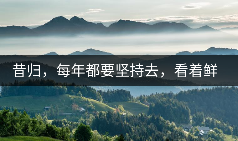 昔歸，每年都要堅持去，看著鮮葉都是香甜的