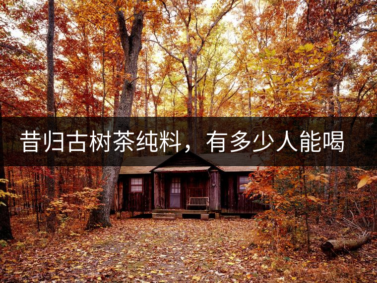 昔歸古樹茶純料，有多少人能喝到真品
