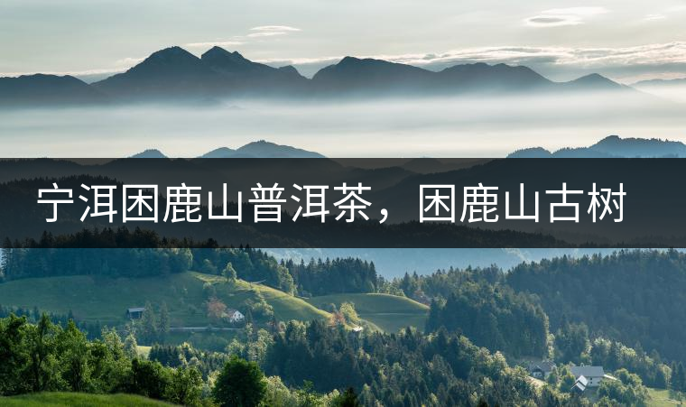 寧洱困鹿山普洱茶，困鹿山古樹茶口感特點(diǎn)