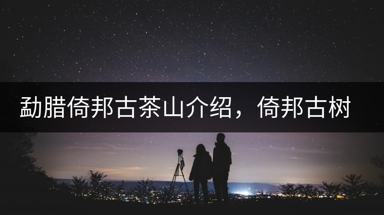 勐臘倚邦古茶山介紹，倚邦古樹茶口感特點