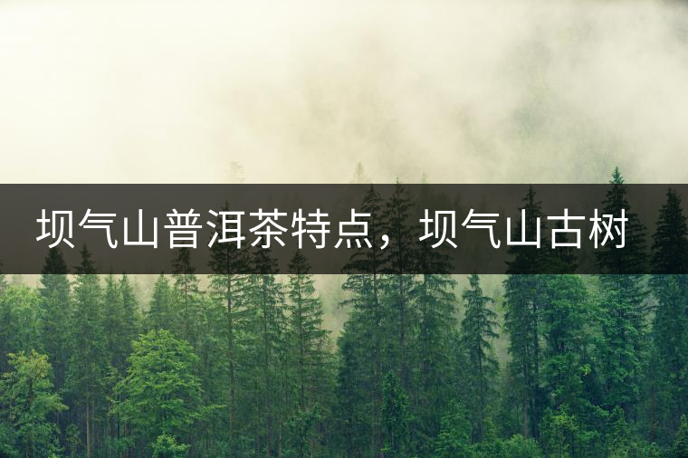 壩氣山普洱茶特點(diǎn)，壩氣山古樹(shù)茶介紹