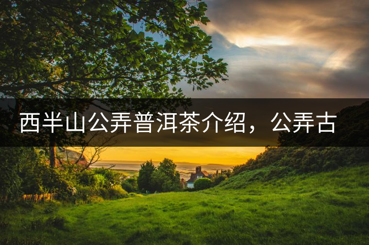 西半山公弄普洱茶介紹，公弄古樹茶口感特點(diǎn)
