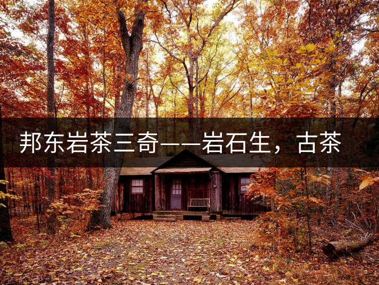 邦東巖茶三奇——巖石生，古茶韻，原野香