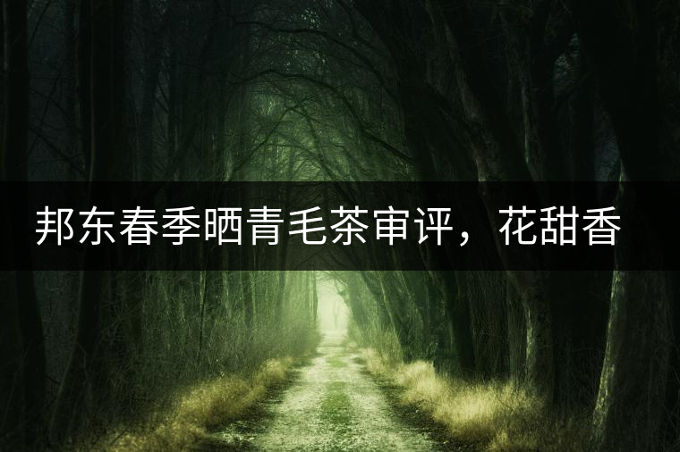邦東春季曬青毛茶審評，花甜香高揚甘爽潤滑