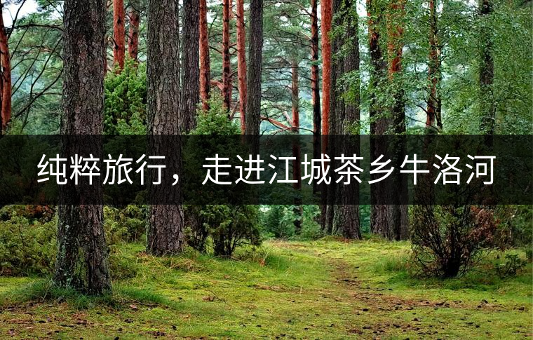 純粹旅行，走進(jìn)江城茶鄉(xiāng)牛洛河