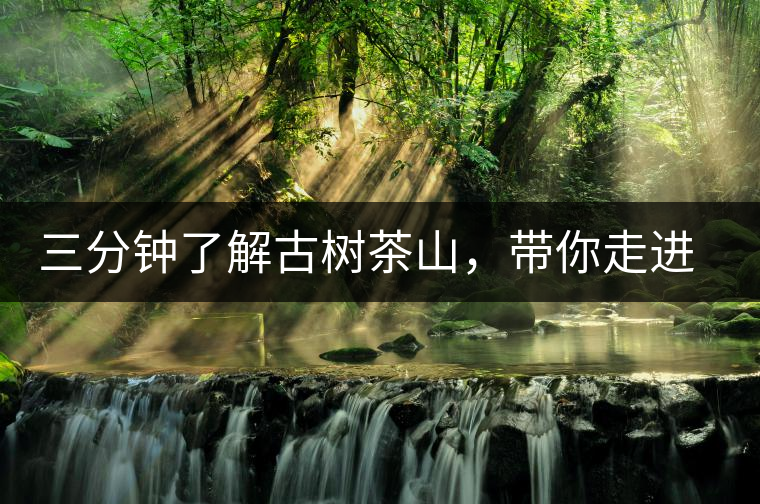 三分鐘了解古樹(shù)茶山，帶你走進(jìn)易武大漆樹(shù)古樹(shù)茶