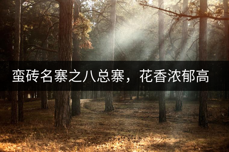 蠻磚名寨之八總寨，花香濃郁高揚