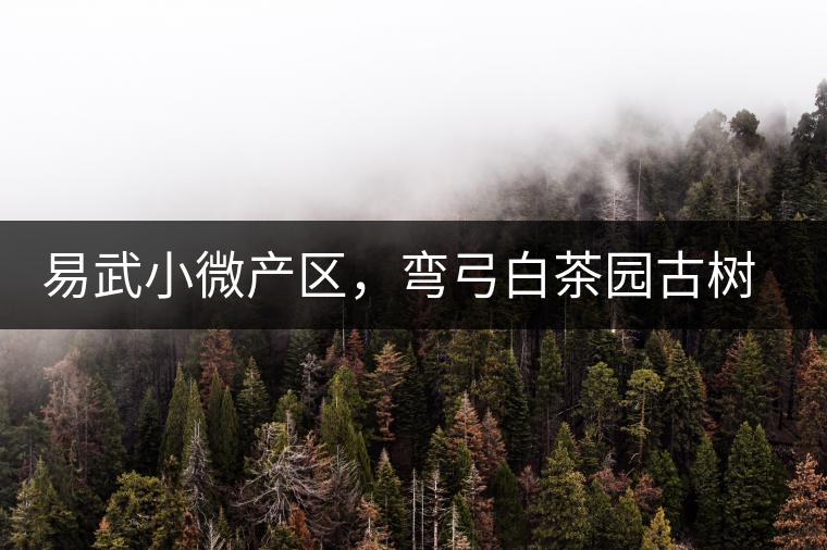 易武小微產(chǎn)區(qū)，彎弓白茶園古樹茶介紹