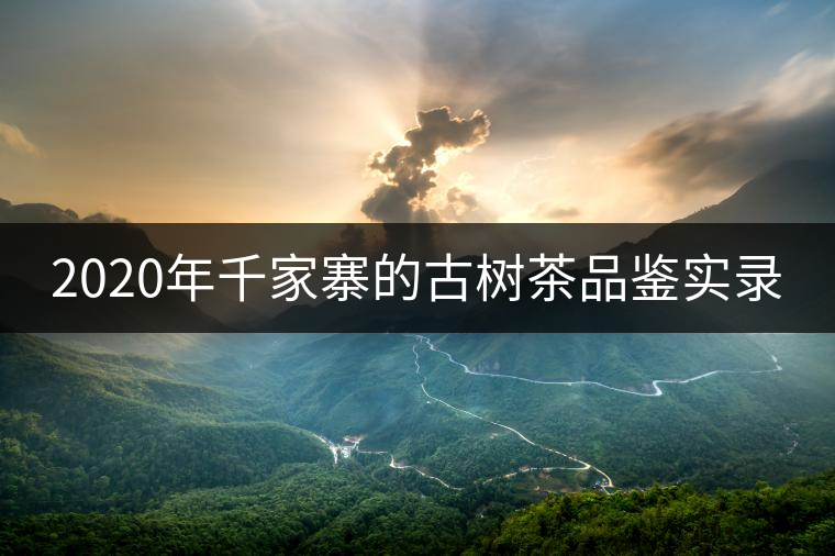 2020年千家寨的古樹茶品鑒實(shí)錄 2020年千家寨的古樹茶品鑒實(shí)錄