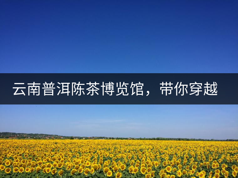 云南普洱陳茶博覽館，帶你穿越時(shí)光，品普洱老茶