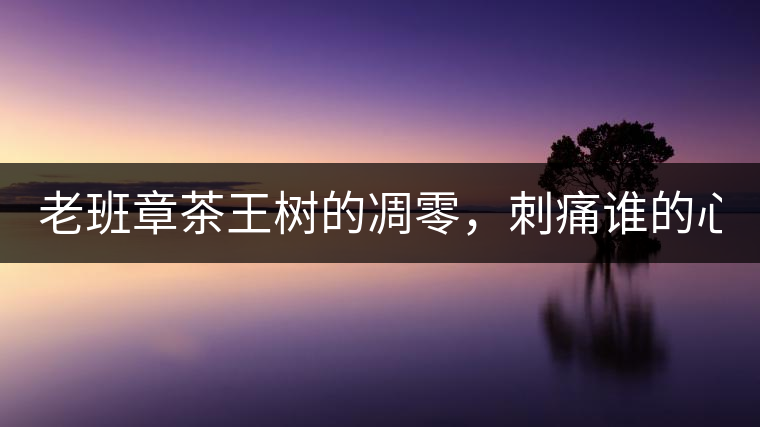 老班章茶王樹的凋零，刺痛誰的心？