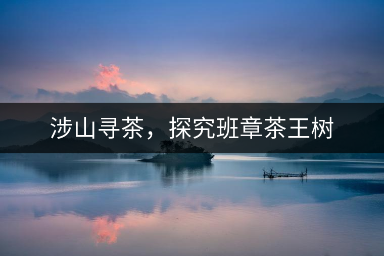 涉山尋茶，探究班章茶王樹