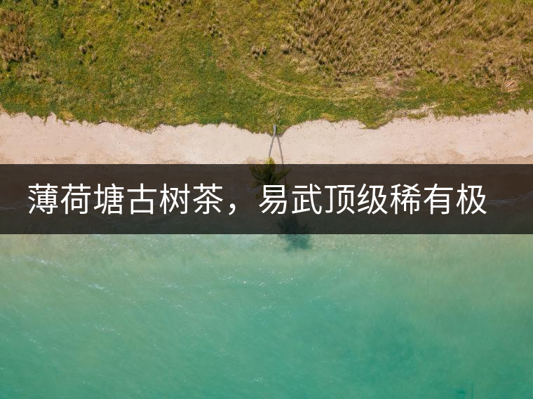 薄荷塘古樹茶，易武頂級稀有極品