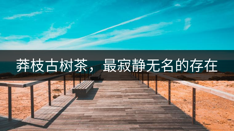 莽枝古樹茶，最寂靜無名的存在
