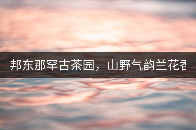 邦東那罕古茶園，山野氣韻蘭花香！