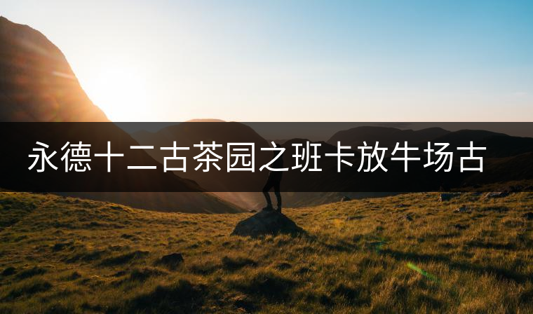 永德十二古茶園之班卡放牛場古樹茶特點(diǎn)介紹