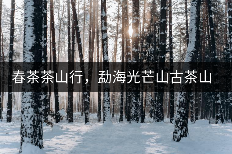 春茶茶山行，勐海光芒山古茶山你去過嗎？