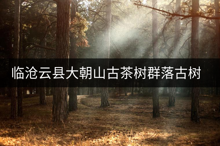 臨滄云縣大朝山古茶樹群落古樹茶特點(diǎn)介紹 臨滄云縣大朝山古茶樹群落古樹茶特點(diǎn)介紹